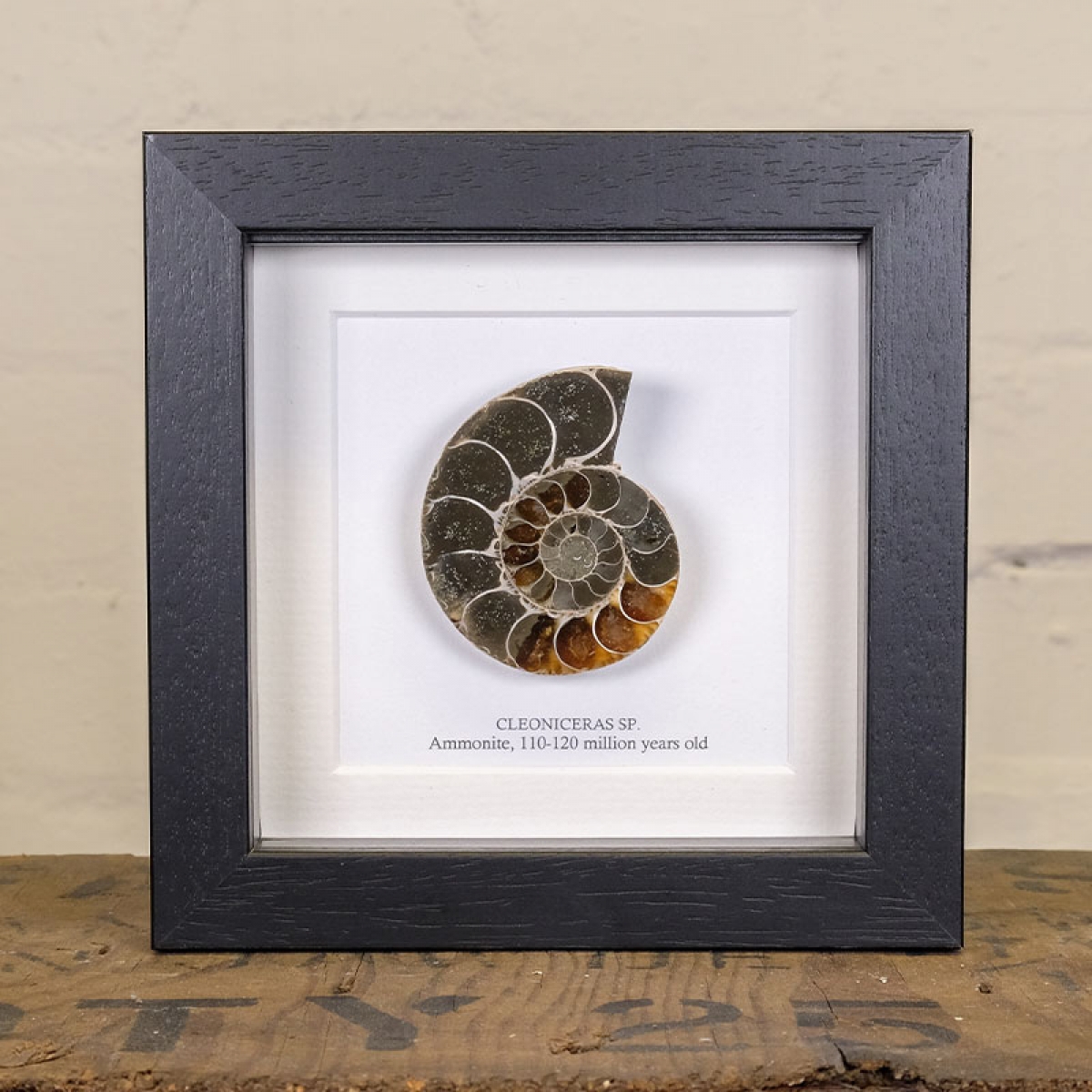 Minibeast Ammonite Cut and Polished Fossil in Box Frame (Cleoniceras sp) - Specimen #11