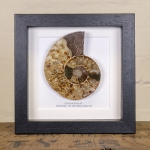 Minibeast Ammonite Cut and Polished Fossil in Box Frame (Cleoniceras sp) - Specimen #12