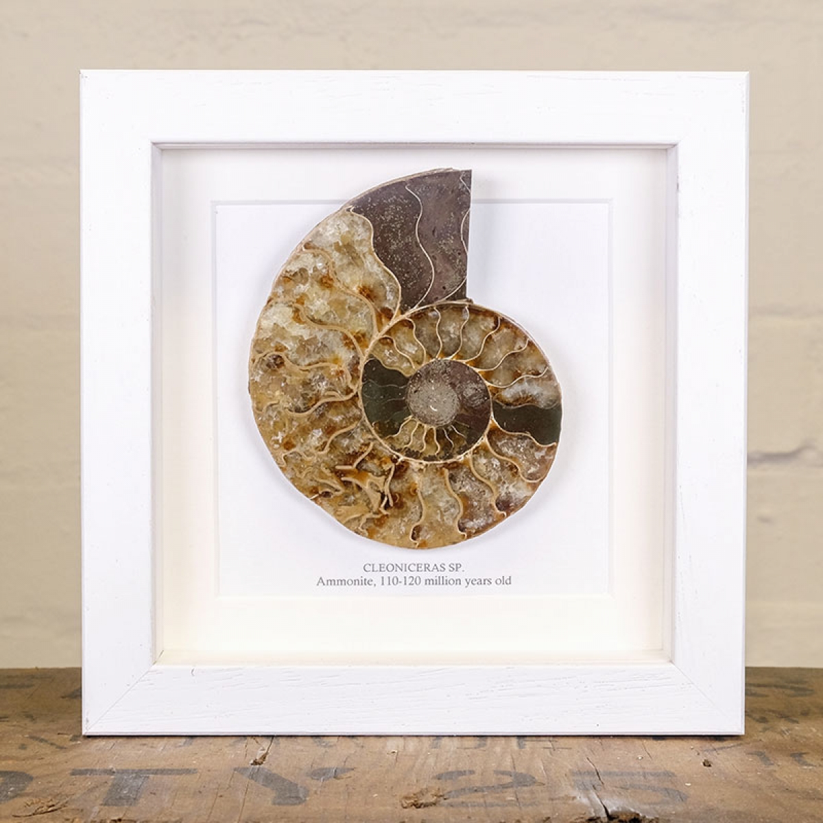 Ammonite Cut and Polished Fossil in Box Frame (Cleoniceras sp) - Specimen #12