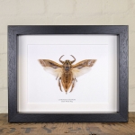 Minibeast Giant Water Bug in Box Frame (Lethocerus grandis)