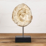 Minibeast Natural Hildoceras Ammonite Fossil on Stand (Hildoceras sp)