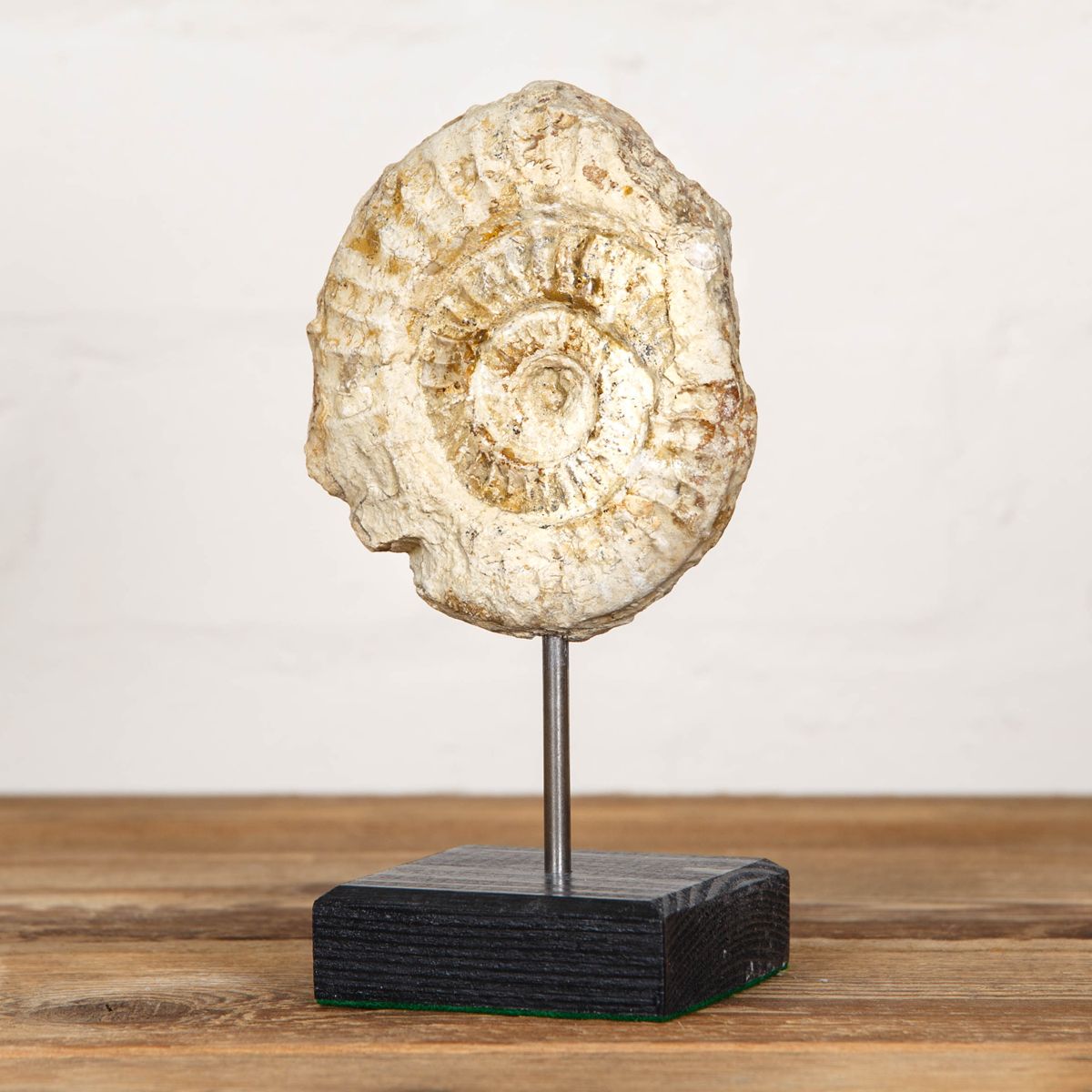 Natural Hildoceras Ammonite Fossil on Stand (Hildoceras sp)