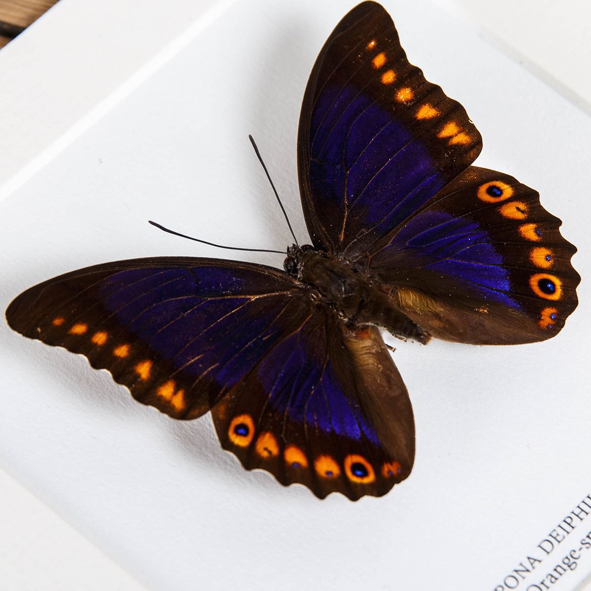 Male Orange-spotted Prepona Butterfly in Box Frame (Prepona deiphile brooksiana)