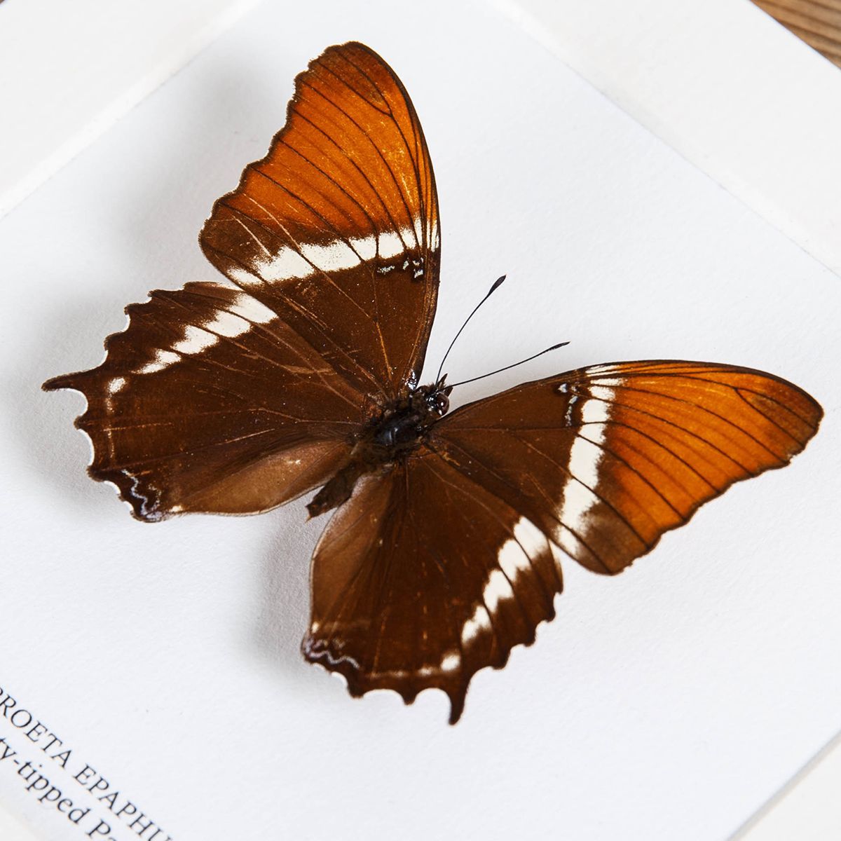 Rusty-tipped Page in Box Frame (Siproeta epaphus)