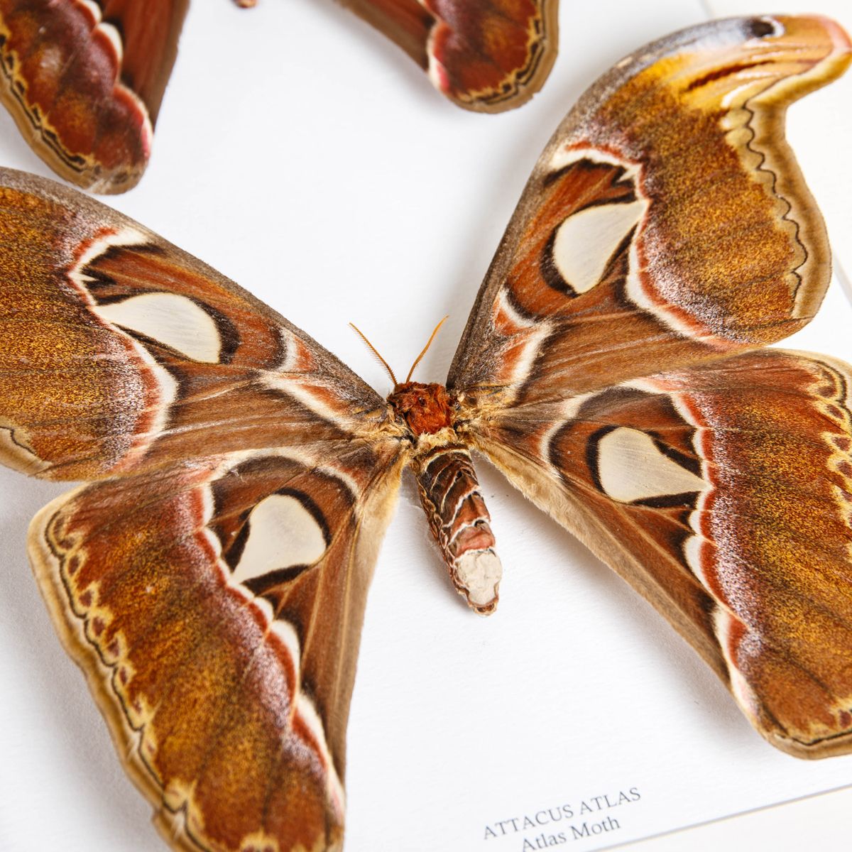 Atlas Moth Male & Female Pair in Box Frame (Attacus atlas)