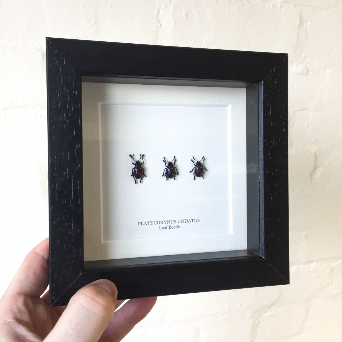 Minibeast Leaf Beetle Trio in Box Frame (Platycorynus undatus)