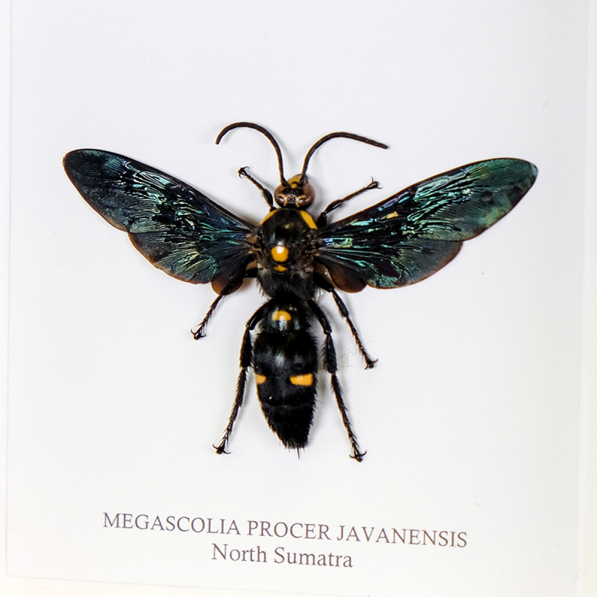 Giant Scoliid Wasp in Box Frame (Megascolia procer javanesis)