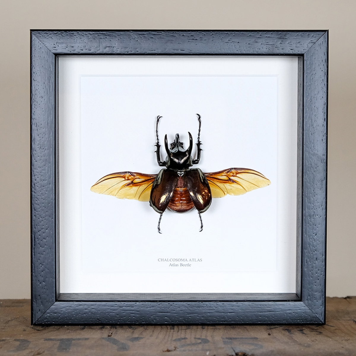 Minibeast Atlas Beetle with Spread Wings in Box Frame (Chalcasoma atlas)