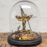 Minibeast Large Glass Dome with Deaths Head Moth, Scorpion and a trio of Metallic Beetles