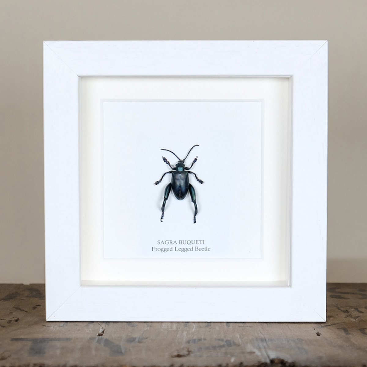Frogged Legged Beetle in Box Frame (Sagra buqueti)