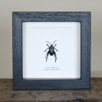 Minibeast Frogged Legged Beetle in Box Frame (Sagra buqueti)