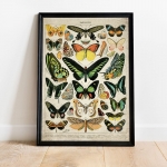 Minibeast Vintage Entomology Giclee Print (Butterflies and Moths Plate 2 From 1907)