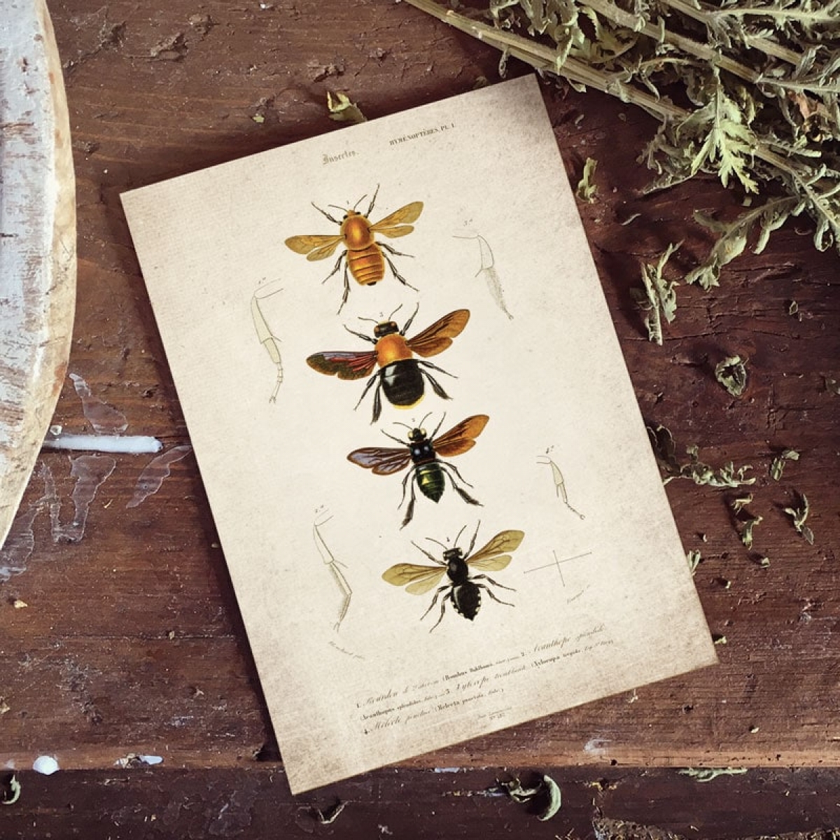  Vintage Entomology Giclee Print (Bees Plate From 1907)