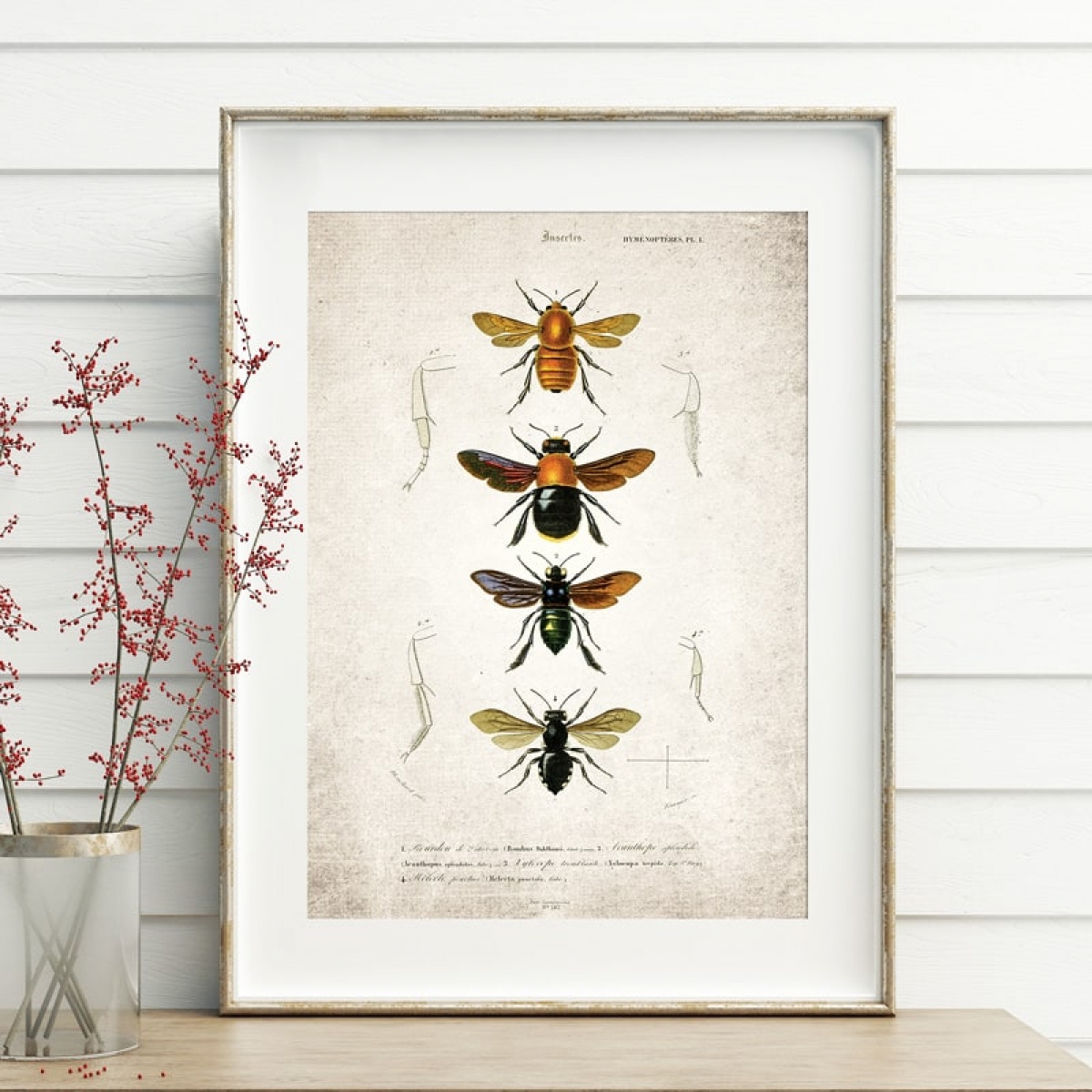 Minibeast  Vintage Entomology Giclee Print (Bees Plate From 1907)