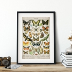 Minibeast Vintage Entomology Giclee Print (Butterflies and Moths Plate From 1907)