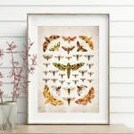Minibeast Vintage Entomology Giclee Print (Moths Plate From 1837)