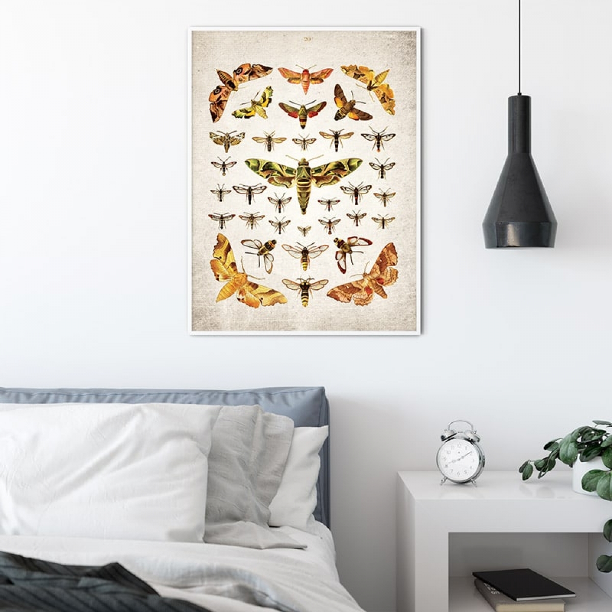Vintage Entomology Giclee Print (Moths Plate From 1837)