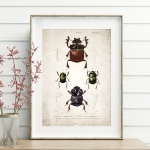 Minibeast  Vintage Entomology Giclee Print (Beetle Group Plate From 1907)