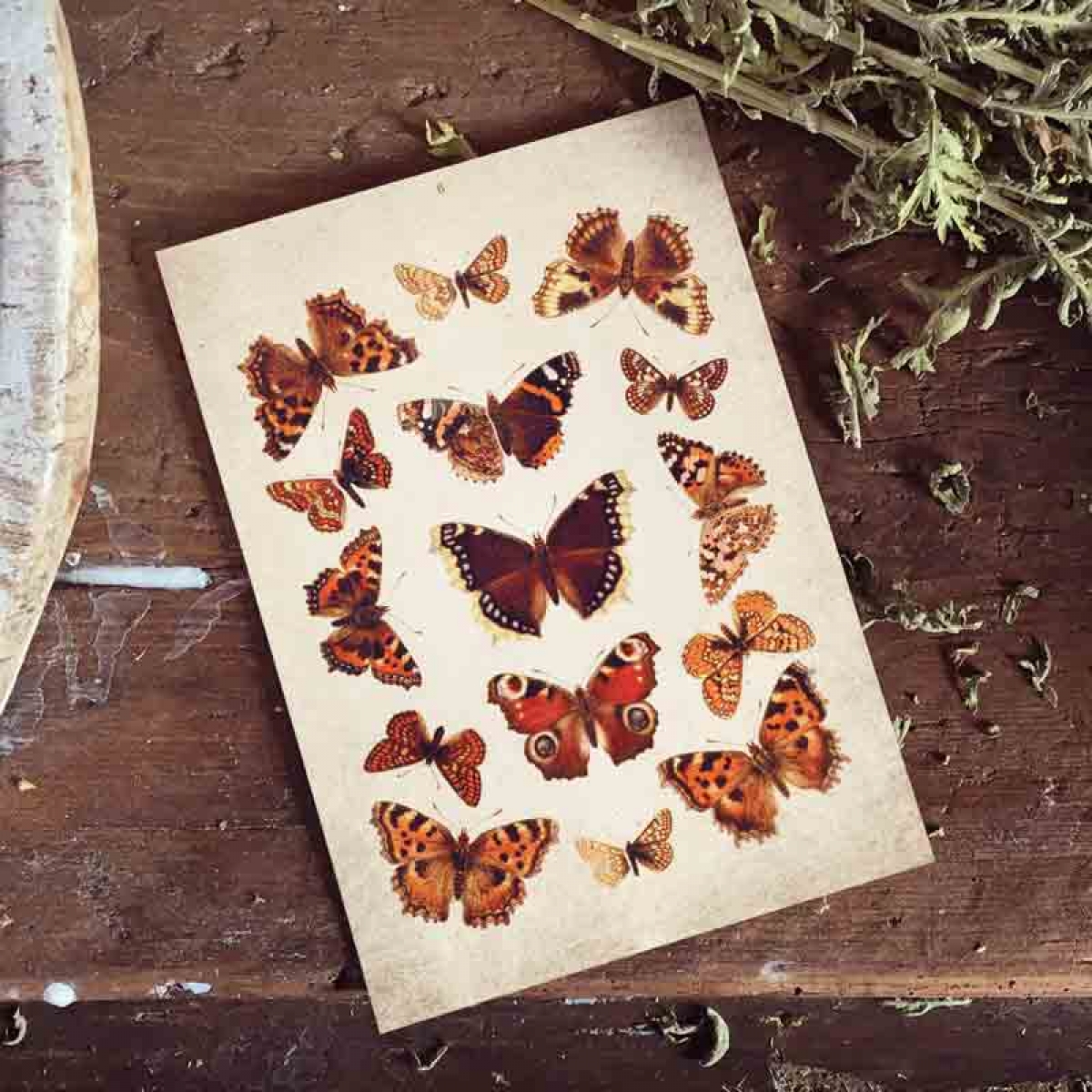 Vintage Entomology Giclee Print (British Butterflies Plate From 1837)