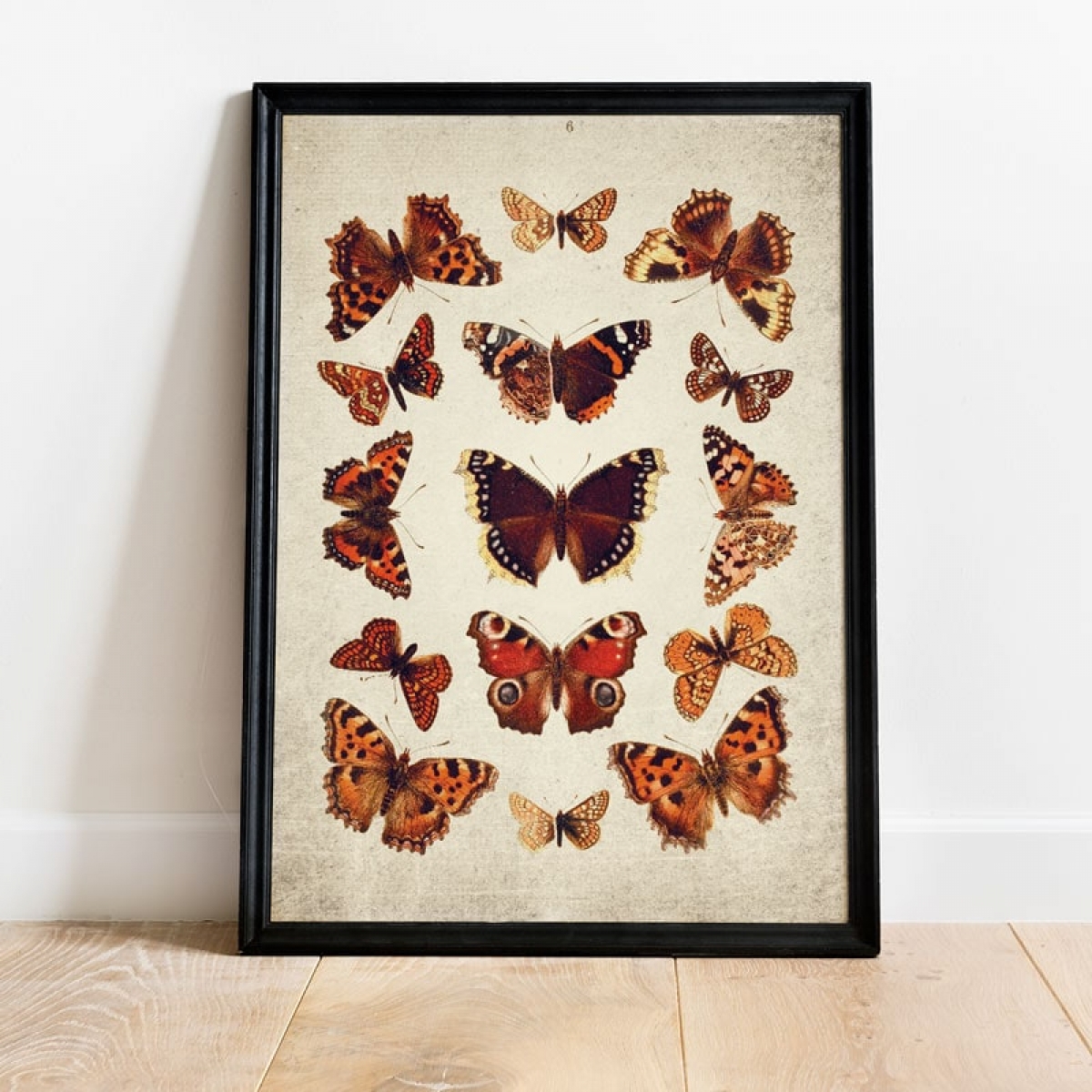 Vintage Entomology Giclee Print (British Butterflies Plate From 1837)