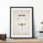 Minibeast Vintage Entomology Giclee Print (Dragonflies Plate From 1907)