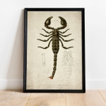 Minibeast Vintage Entomology Giclee Print (Scorpion 1907)