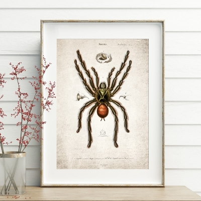 Vintage Entomology Giclee Print (Spider 1907)