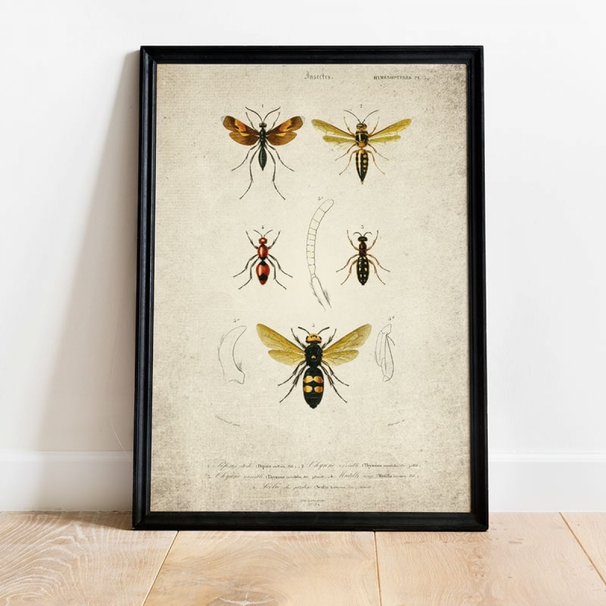 Minibeast Vintage Entomology Giclee Print (Wasp Plate From 1907)