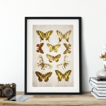 Minibeast Vintage Entomology Giclee Print (Papilio Plate 1907)