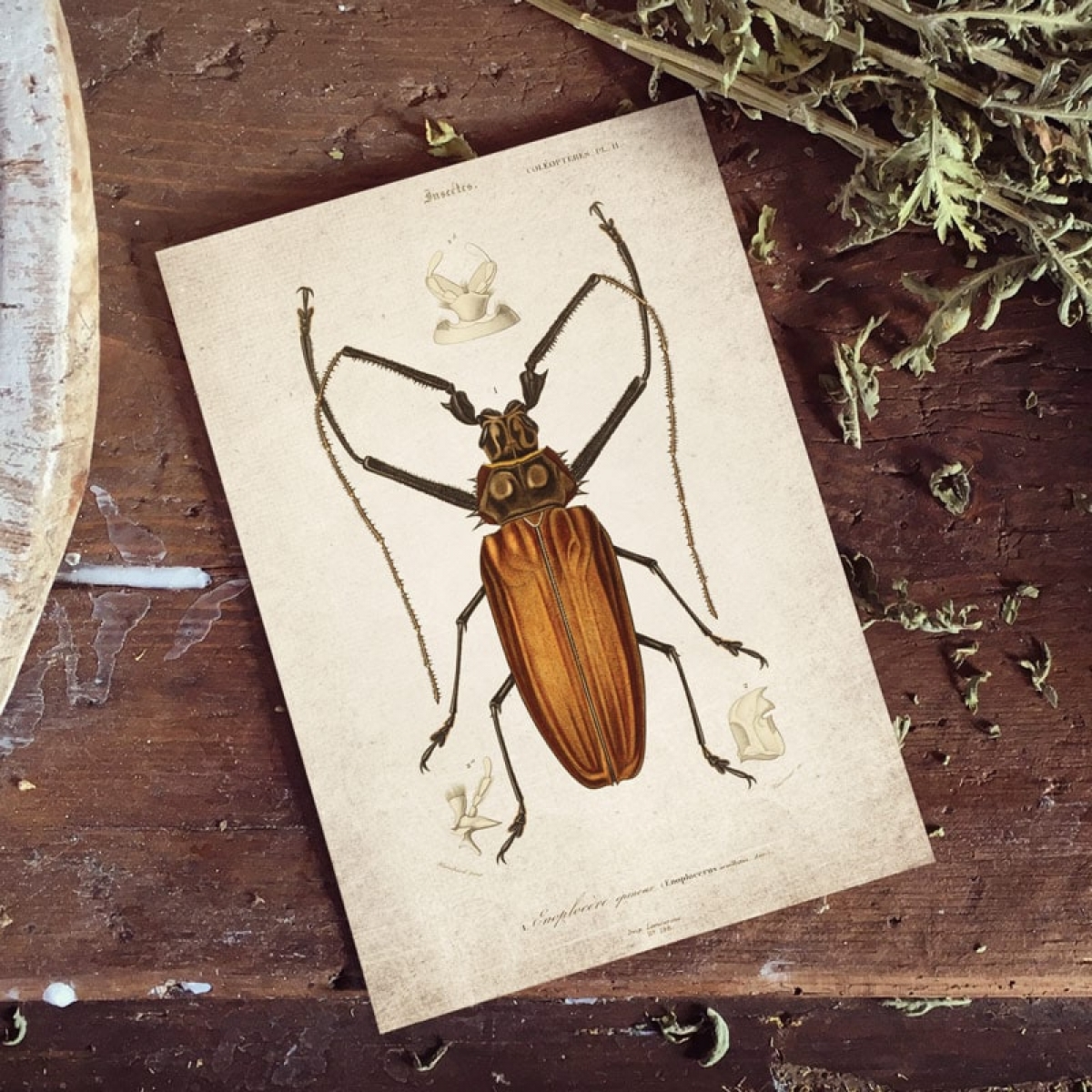 Vintage Entomology Giclee Print (Giant Beetle Plate From 1907)