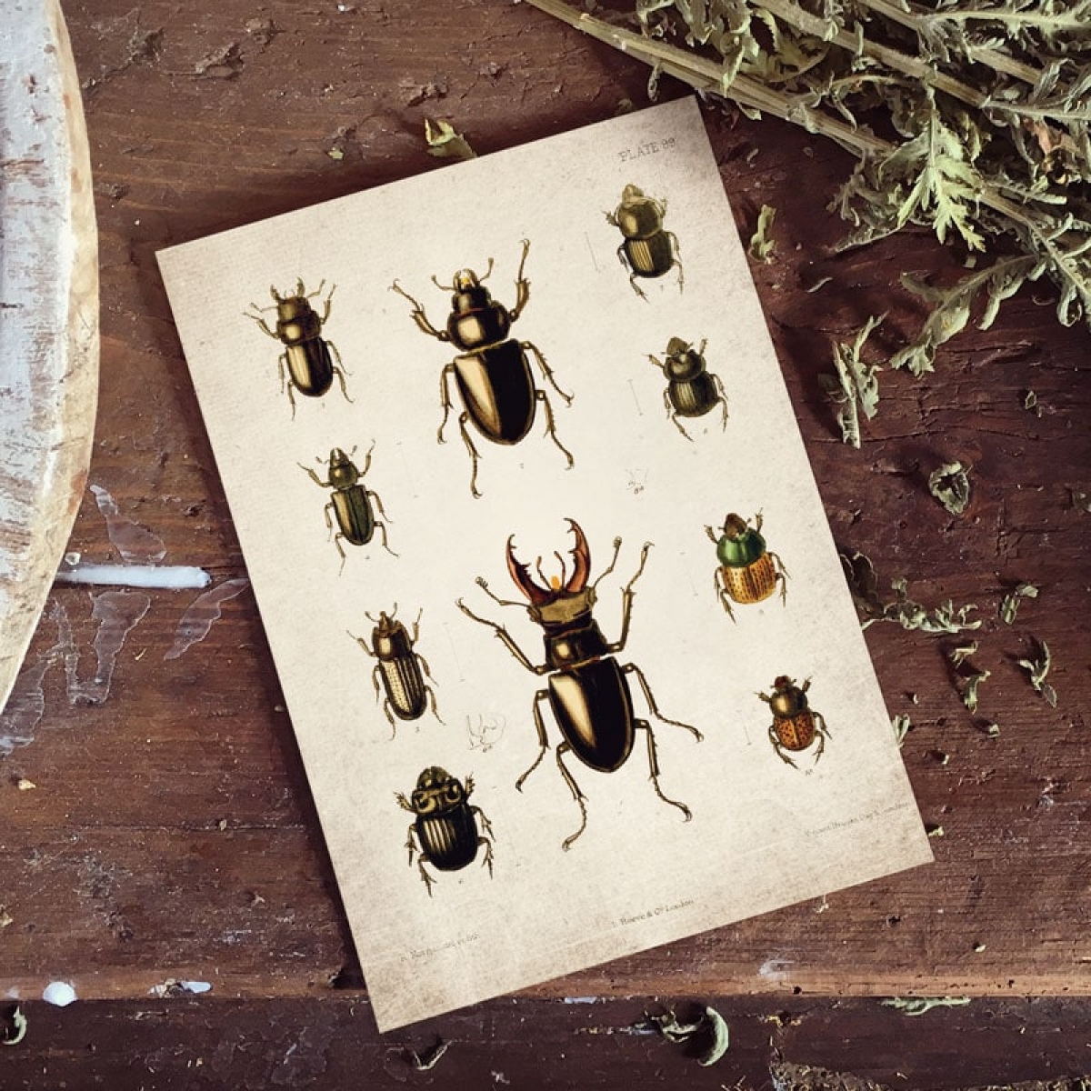 Vintage Entomology Giclee Print (Beetle Plate From 1867)