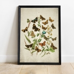 Minibeast Vintage Entomology Giclee Print (British Butterflies Four Plate From 1882)