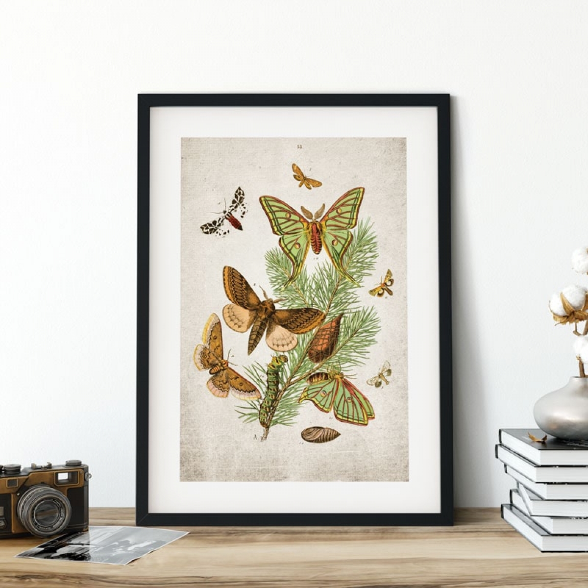 Vintage Entomology Giclee Print (European Moths Two Plate From 1882)
