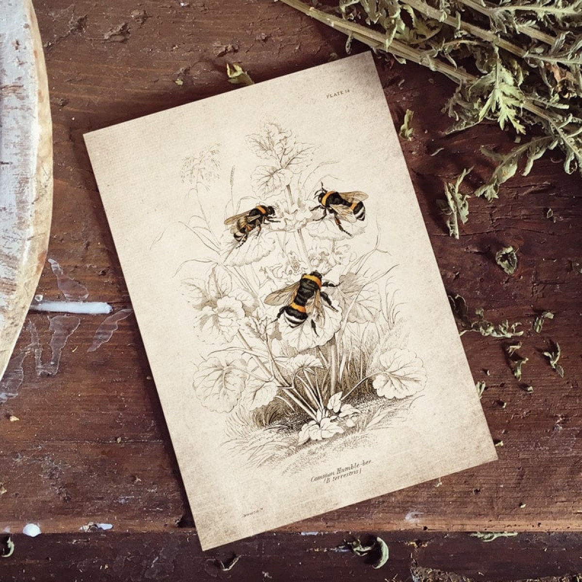 Vintage Entomology Giclee Print (Bee Scene 1925)