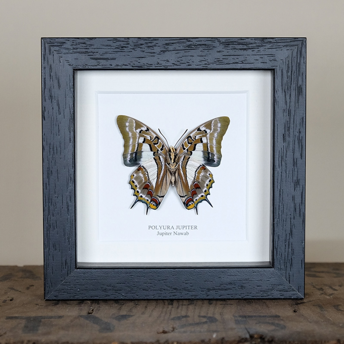 Minibeast Jupiter Nawab Ventral Side Butterfly in Box Frame (Polyura jupiter)