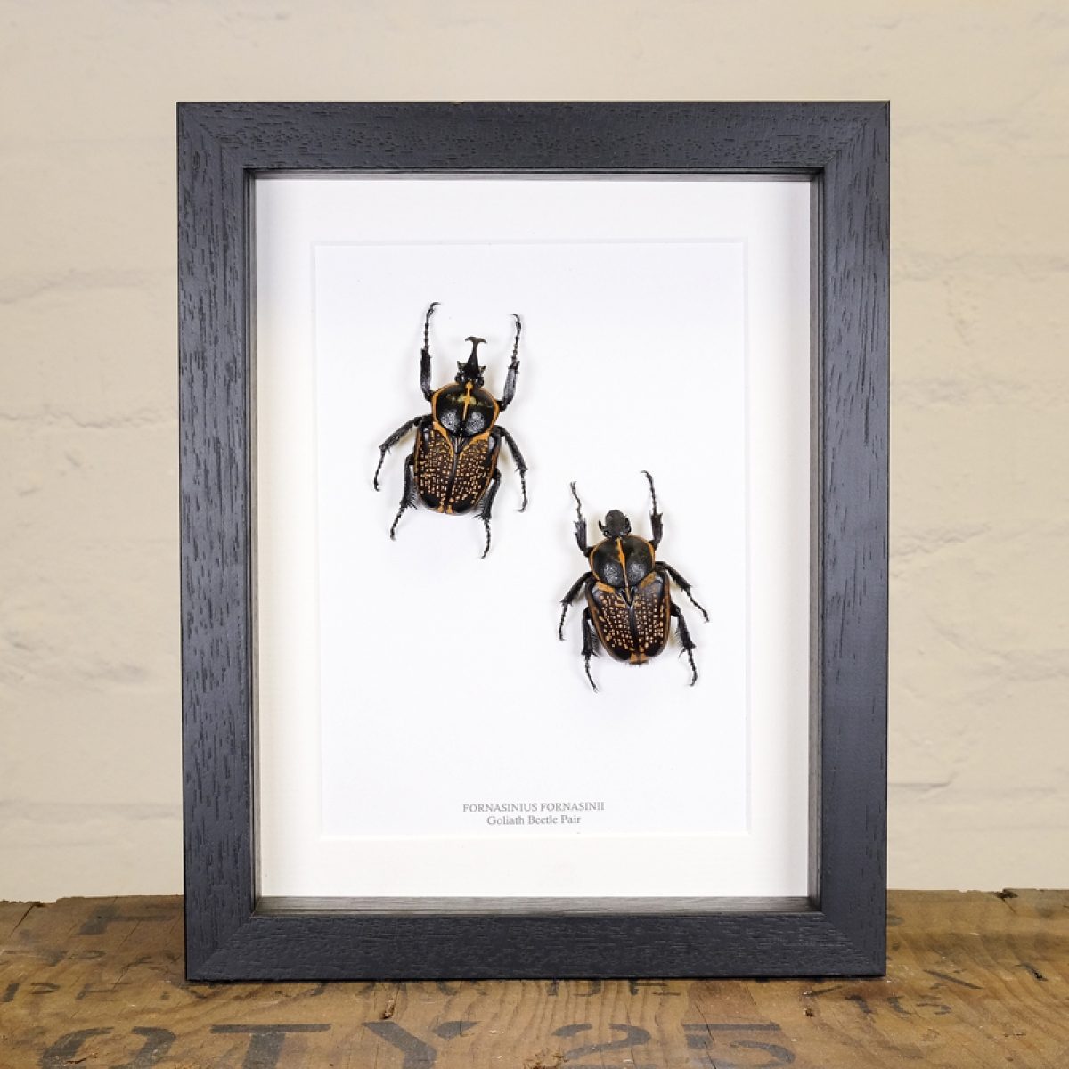Minibeast Goliath Beetle Pair in Box Frame (Fornasinius fornasinii)