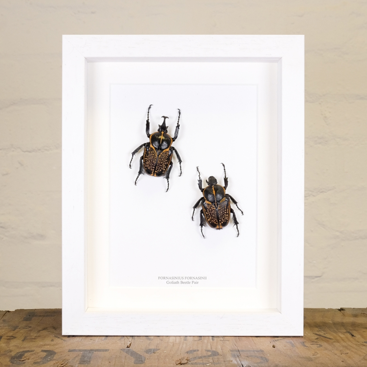 Goliath Beetle Pair in Box Frame (Fornasinius fornasinii)