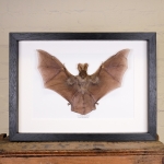 Minibeast Javan Slit-faced Bat in Box Frame (Nycteris javanica)
