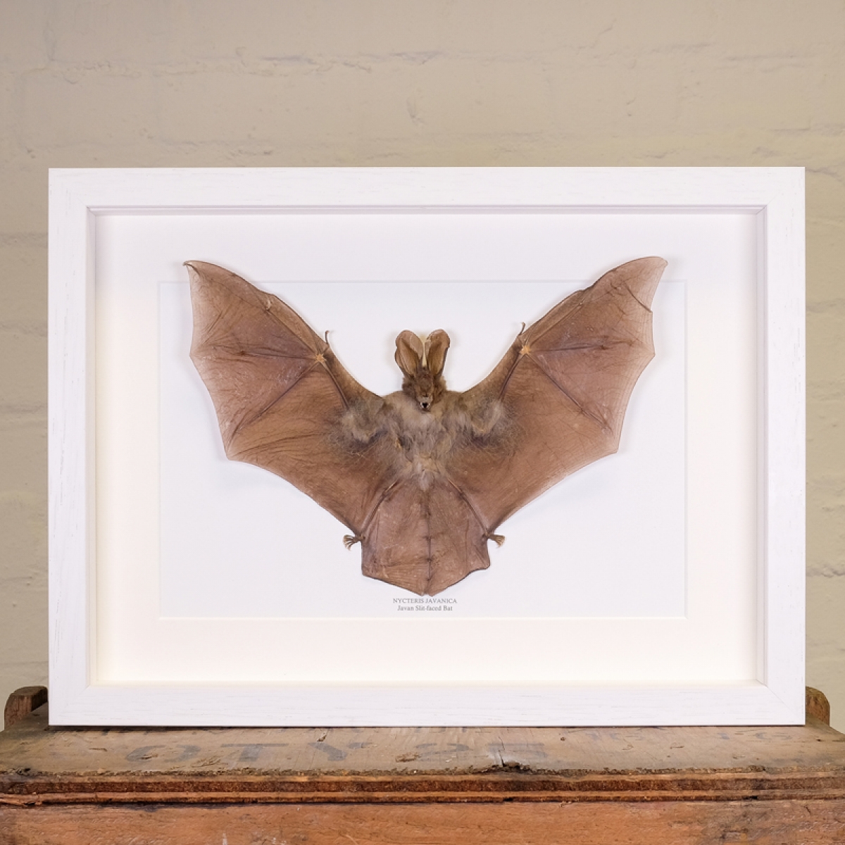 Javan Slit-faced Bat in Box Frame (Nycteris javanica)