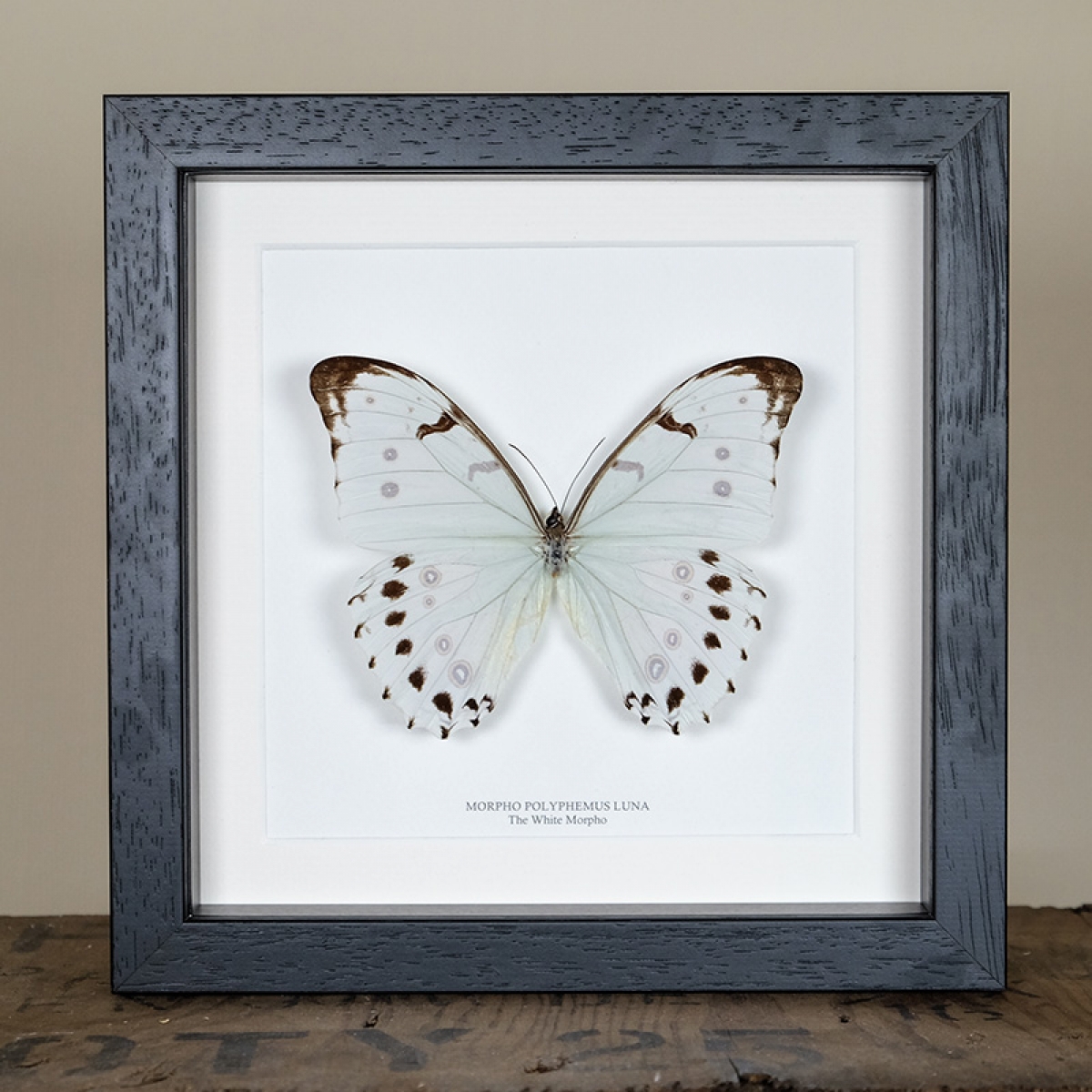 Morpho godarti Butterfly in a White Frame 