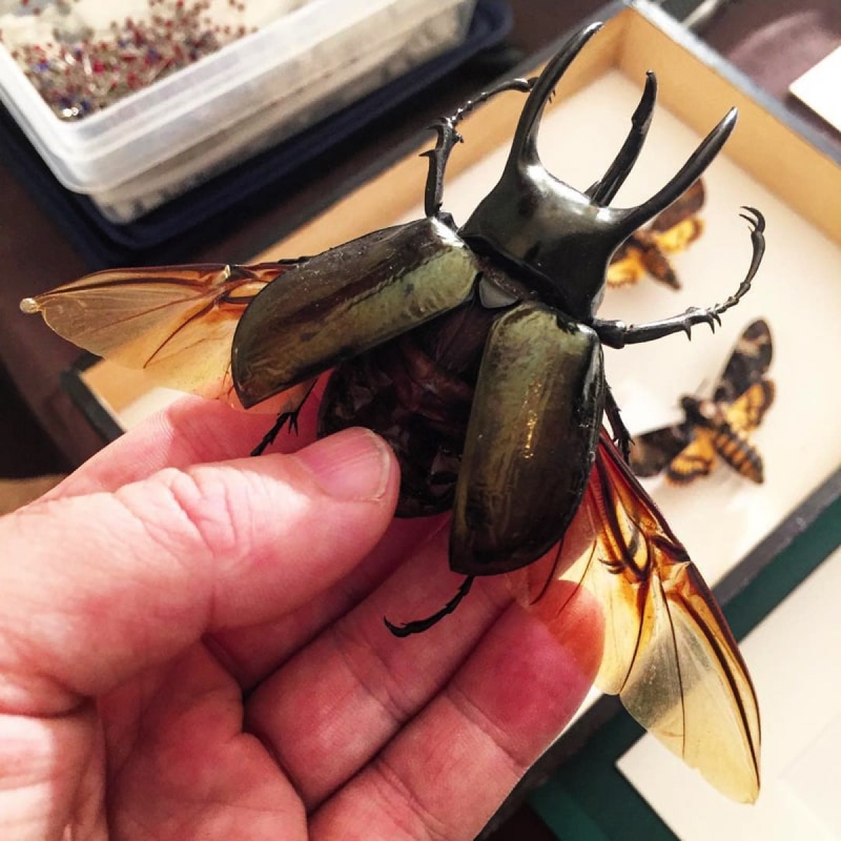Atlas Beetle with Spread Wings in Box Frame (Chalcasoma atlas)