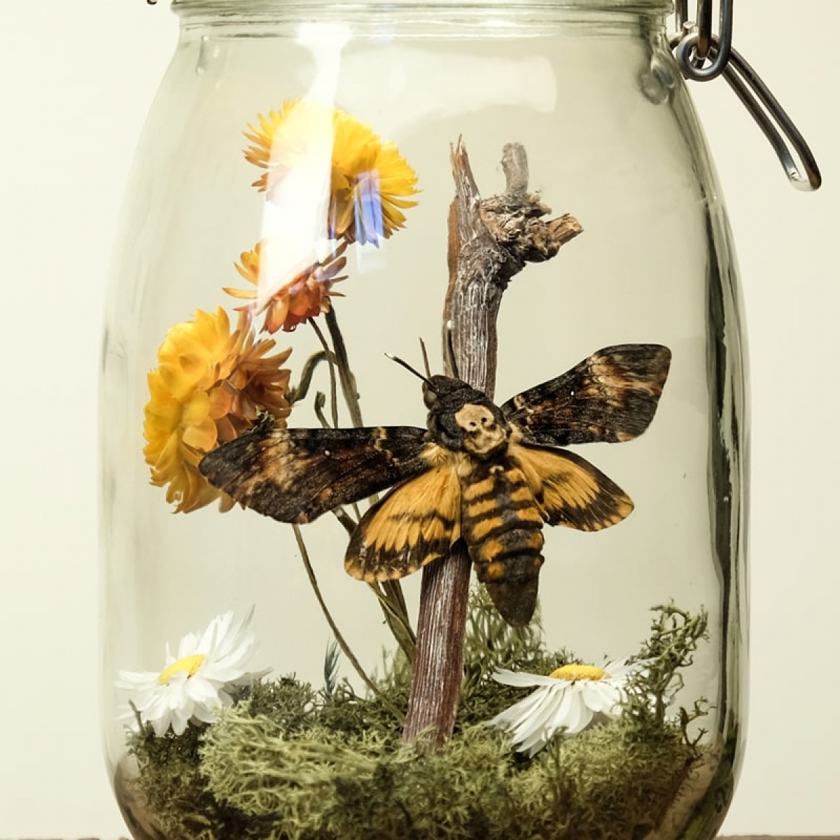 Glass Jar Terrarium Kit with Death Head Moth