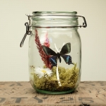 Minibeast Glass Jar Terrarium Kit with Alpine Black Swallowtail Butterfly