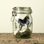 Minibeast Glass Jar Terrarium Kit with Western Blue Charaxes Butterfly