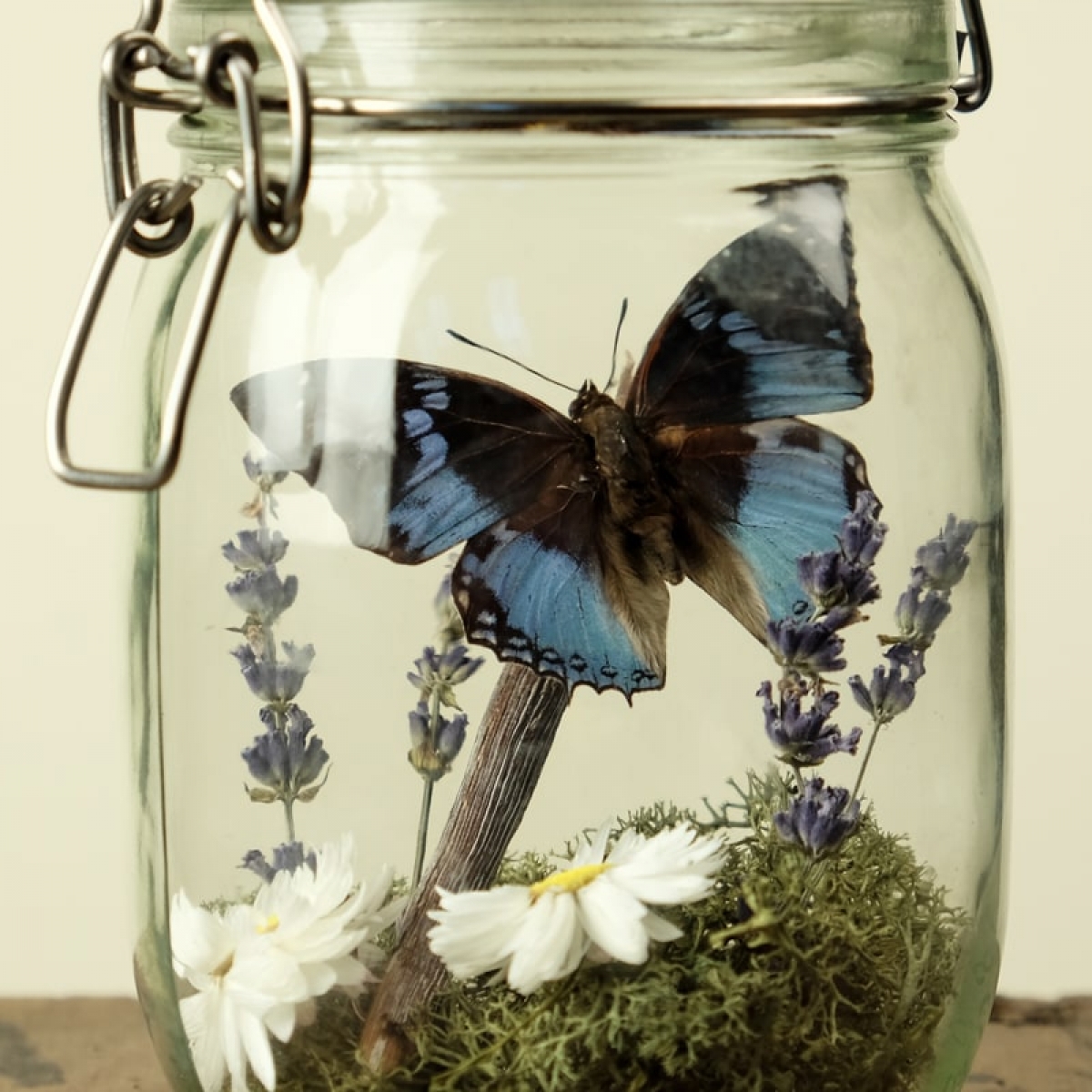 Glass Jar Terrarium Kit with Western Blue Charaxes Butterfly