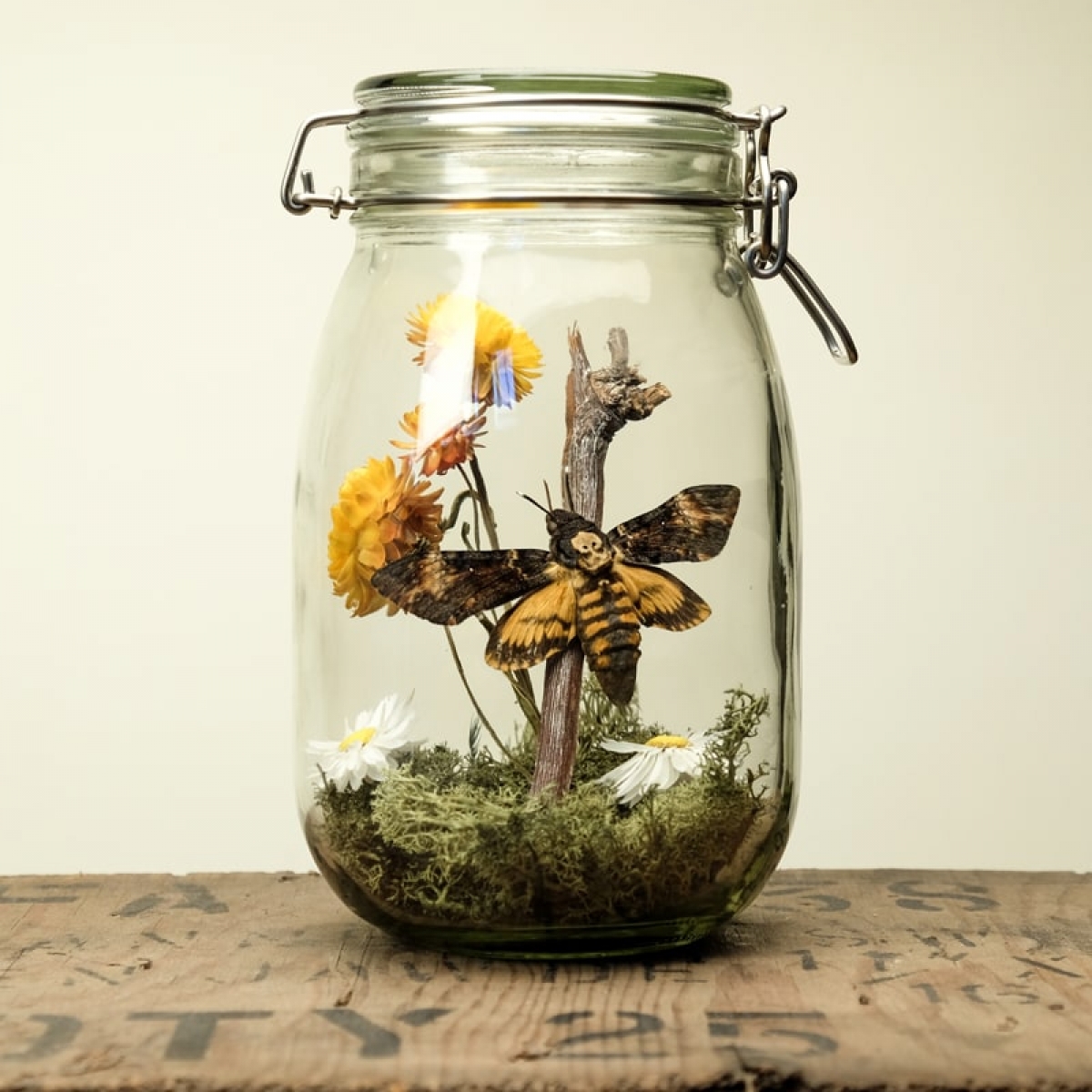 Minibeast Glass Jar Terrarium Kit with Death Head Moth