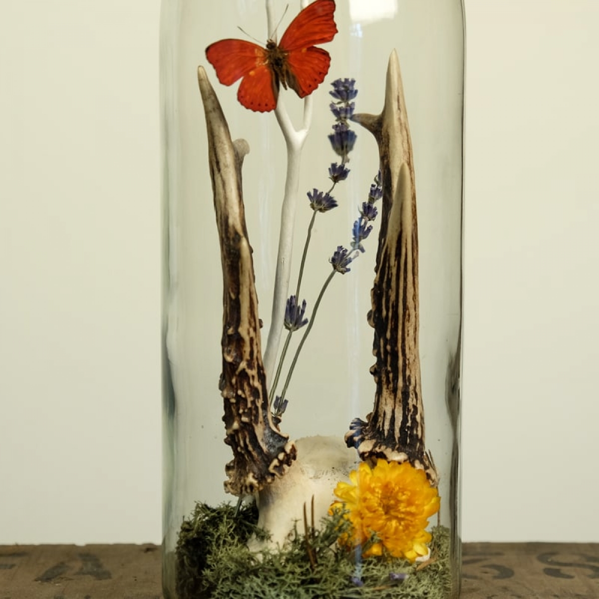 Roebuck Antler Terrarium Kit with Common Red Glider Butterfly