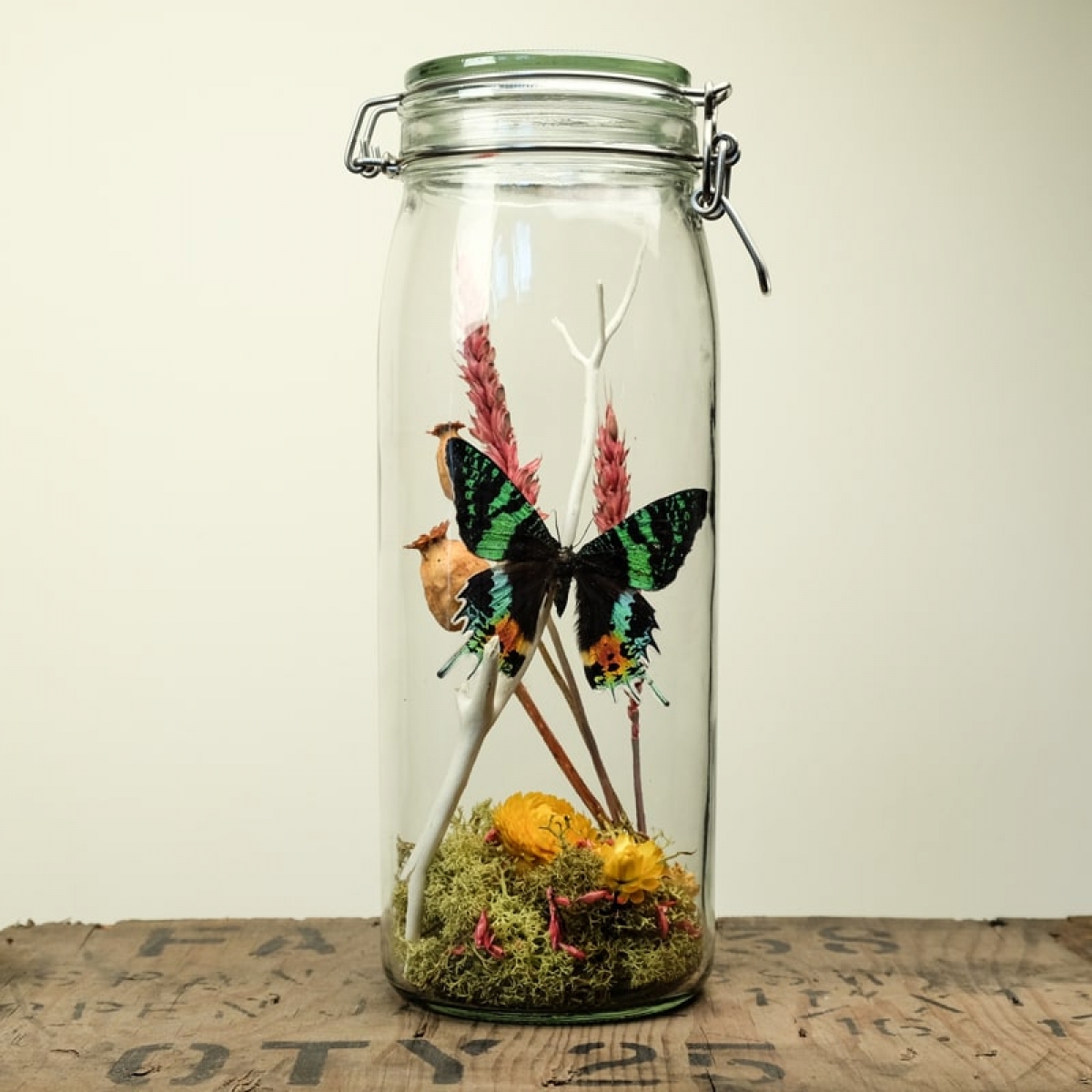 Minibeast Glass Jar Terrarium Kit with Sunset Moth