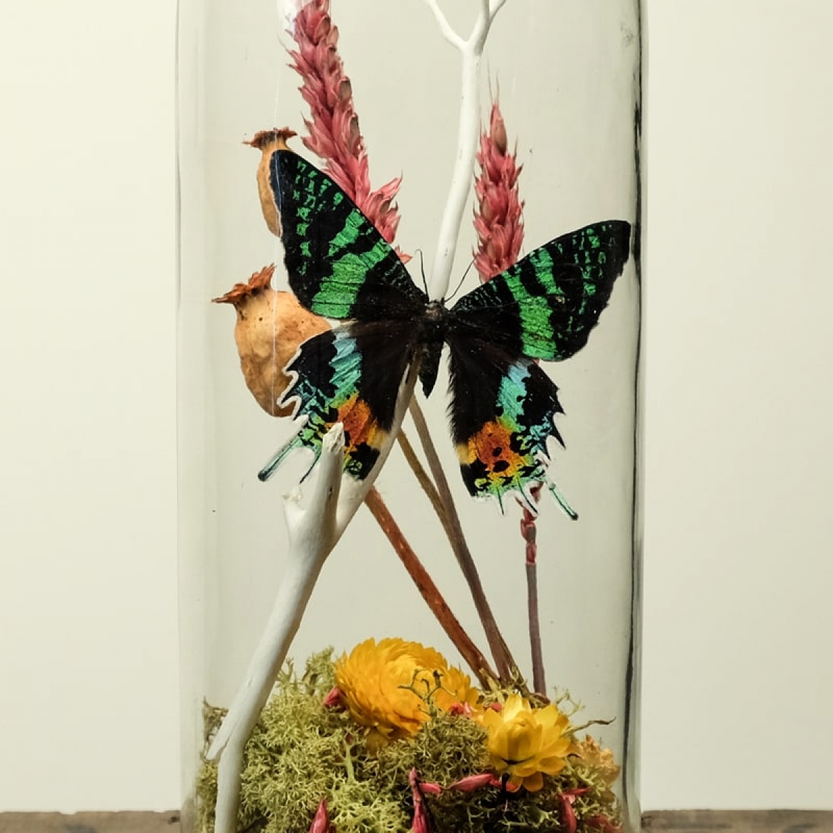 Glass Jar Terrarium Kit with Sunset Moth