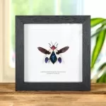 Minibeast Banded Jewel Beetle in Box Frame (Chrysochroa buqueti rugicollis)